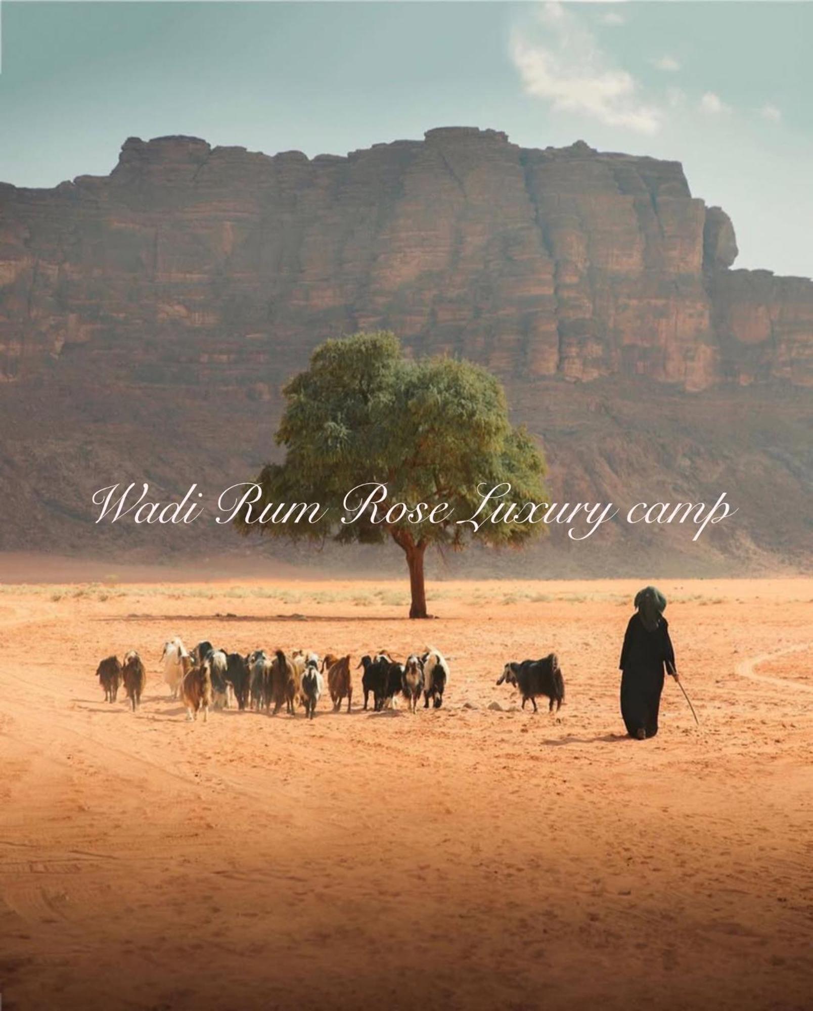 Wadi Rum Rose Luxury Camp Luaran gambar